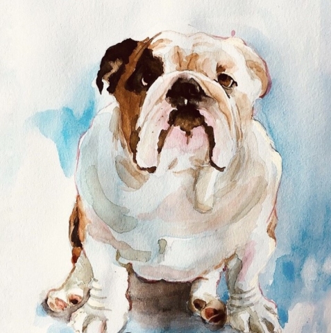 bulldog watercolor sketch by BC artist Wendy Tsao