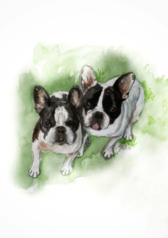 french bulldogs watercolor sketch by BC artist Wendy Tsao