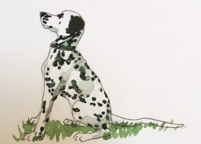 dalmatian dog watercolor sketch by BC artist Wendy Tsao