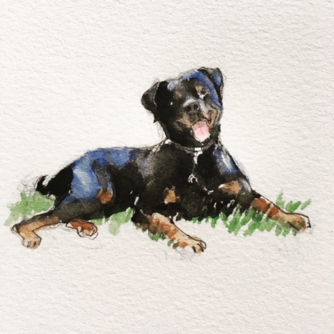 rottweiler dog watercolor sketch by BC artist Wendy Tsao